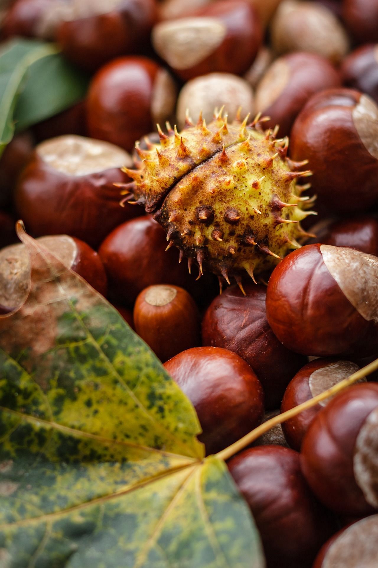 Rich in Healthy Nutrients. (Image via Pixa bay)